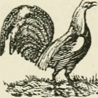 An illustration from The Bewick collector : a supplement to a descriptive catalogue of the works of Thomas and John Bewick : consisting of additions to the various divisions of cuts, wood blocks, etc. ..., 1868, leaf 228