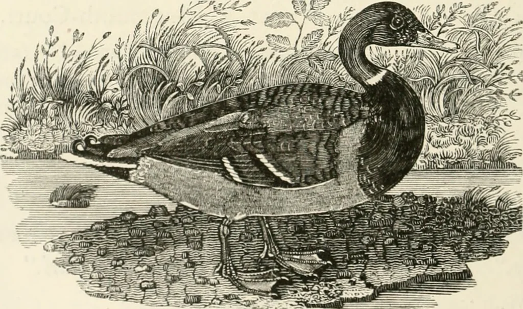 An illustration from The Bewick collector : a supplement to a descriptive catalogue of the works of Thomas and John Bewick : consisting of additions to the various divisions of cuts, wood blocks, etc. ..., 1868, leaf 255
