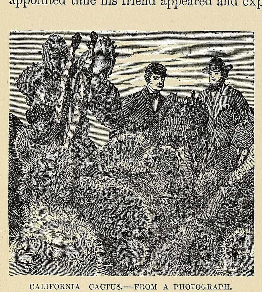 An illustration from Beyond the Mississippi : from the great river to the great ocean : life and adventure on the prairies, mountains, and Pacific coast, 1869, leaf 504