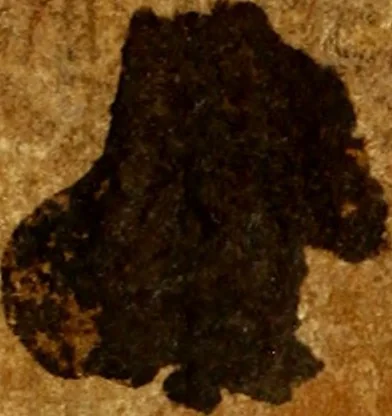 An illustration from Biblia Sacra Vulgatae Editionis : Sixti V, Pont. Max. ivssv recognita atque edita, 1669, leaf 1009