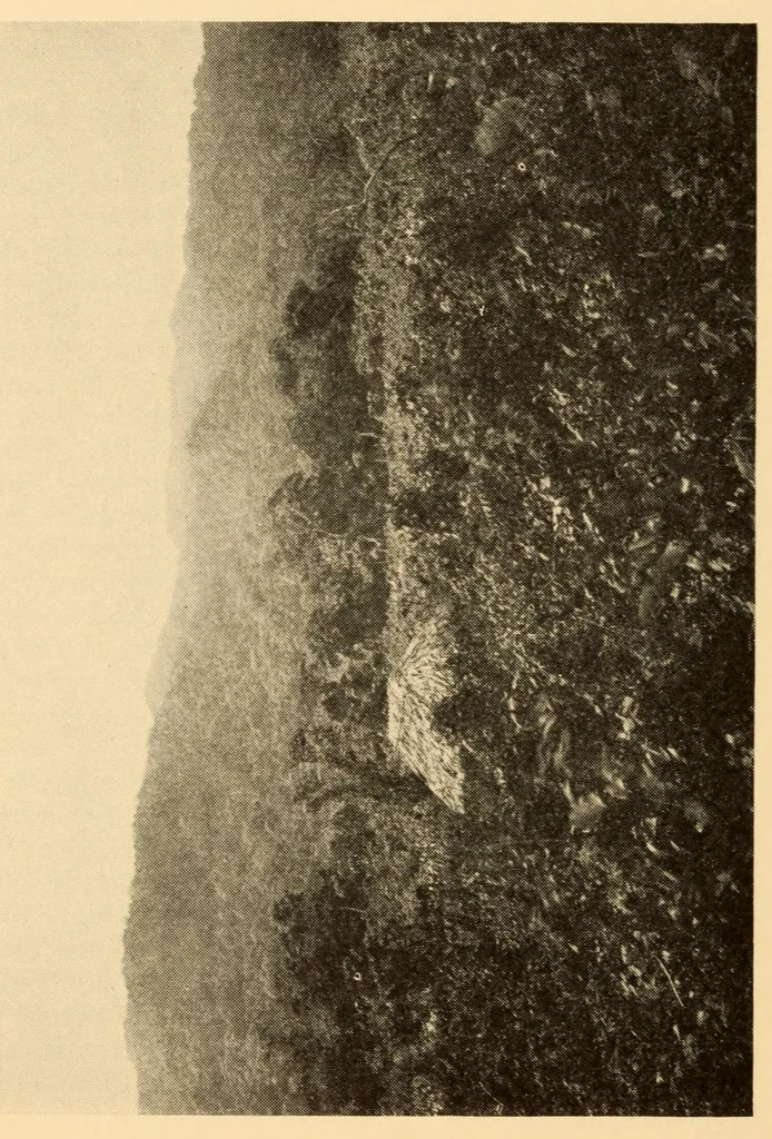 An illustration from Bibliographic notes on Palenque, Chiapas, 1928, leaf 46
