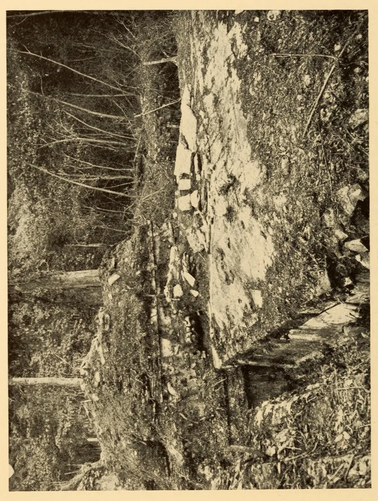 An illustration from Bibliographic notes on Palenque, Chiapas, 1928, leaf 48