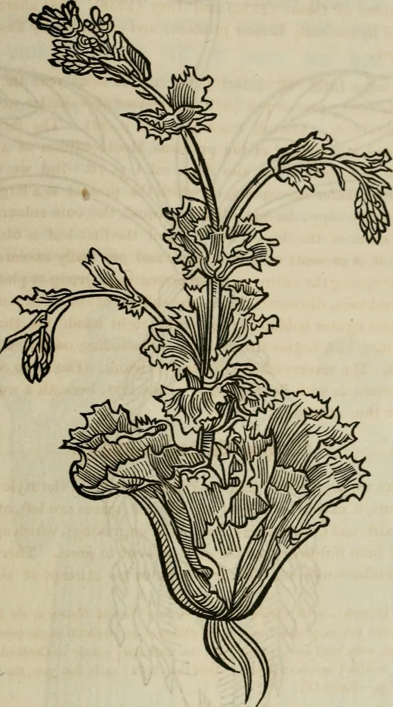 An illustration from Bibliotheca Spenceriana; or, A descriptive catalogue of the ... library of George John, earl Spencer, 1814, leaf 550