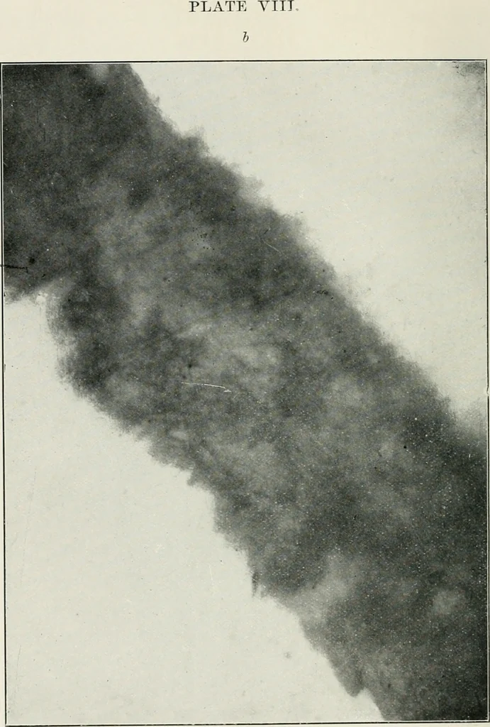 An illustration from Bibliotics; or, The study of documents; determination of the individual character of handwriting and detection of fraud and forgery. New methods of research, 1901, leaf 135
