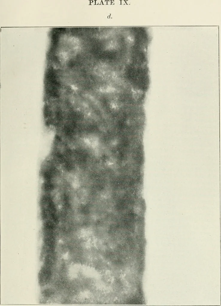 An illustration from Bibliotics; or, The study of documents; determination of the individual character of handwriting and detection of fraud and forgery. New methods of research, 1901, leaf 138