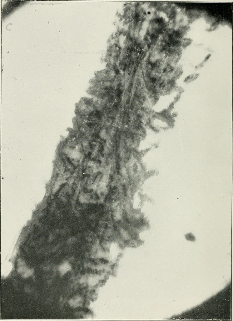 An illustration from Bibliotics; or, The study of documents; determination of the individual character of handwriting and detection of fraud and forgery. New methods of research, 1901, leaf 139