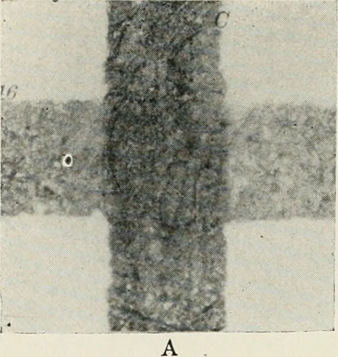 An illustration from Bibliotics; or, The study of documents; determination of the individual character of handwriting and detection of fraud and forgery. New methods of research, 1901, leaf 83