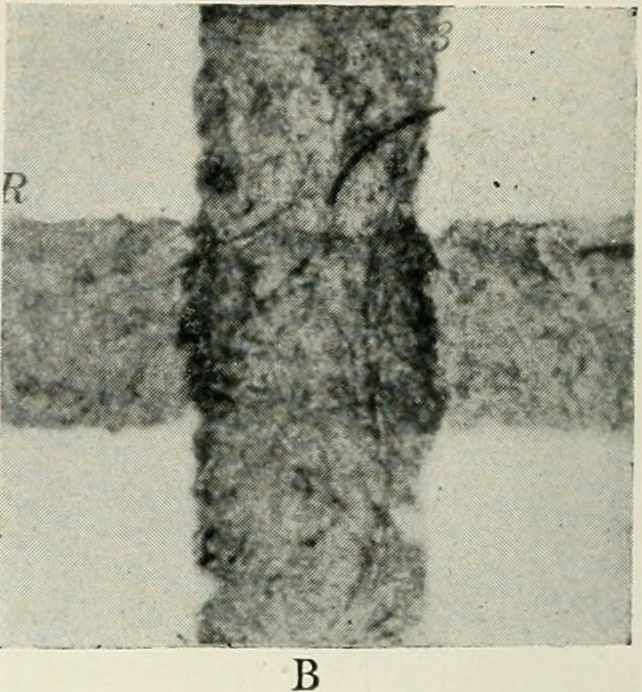 An illustration from Bibliotics; or, The study of documents; determination of the individual character of handwriting and detection of fraud and forgery. New methods of research, 1901, leaf 83