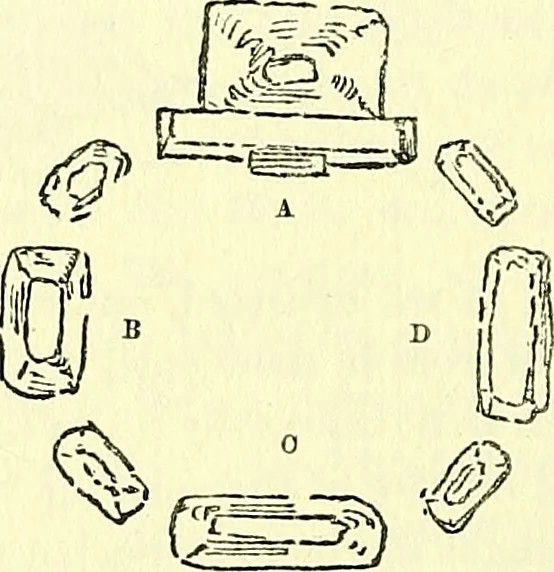 An illustration from Biologia Centrali-Americana, or, Contributions to the knowledge of the fauna and flora of Mexico and Central America, 1889, leaf 121
