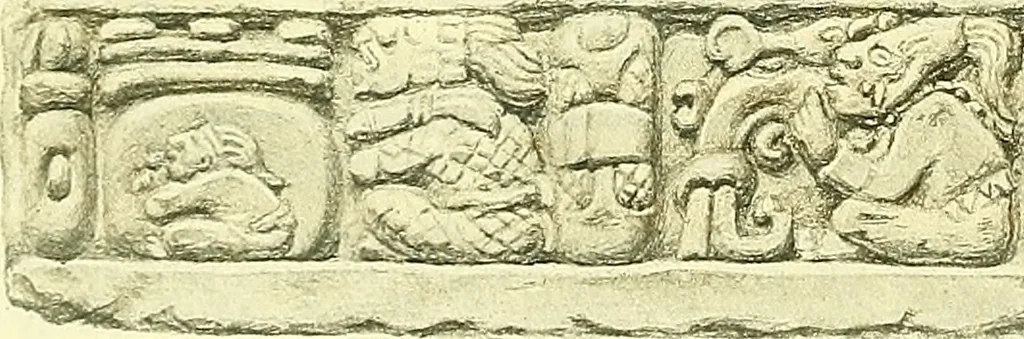 An illustration from Biologia Centrali-Americana, or, Contributions to the knowledge of the fauna and flora of Mexico and Central America, 1889, leaf 35