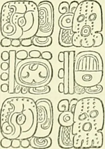 An illustration from Biologia Centrali-Americana, or, Contributions to the knowledge of the fauna and flora of Mexico and Central America, 1889, leaf 116