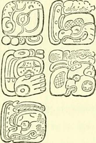 An illustration from Biologia Centrali-Americana, or, Contributions to the knowledge of the fauna and flora of Mexico and Central America, 1889, leaf 117