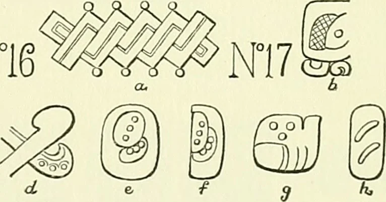 An illustration from Biologia Centrali-Americana, or, Contributions to the knowledge of the fauna and flora of Mexico and Central America, 1889, leaf 88