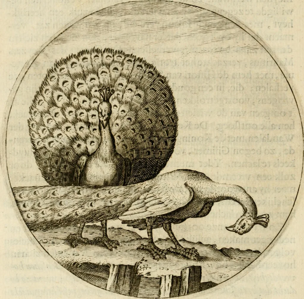 An illustration from Bloemhof der doorluchtige voorbeelden, daer in door ware, vreemde en deftige geschiedenissen, leeringen en eygenschappen, alles dat de mensch tot nut en vermaek verstrekken kan, te bemerken is : uit de schriften van Philippus Camerarius, Michiel de Montanje en andere schrijvers getrokken en vertaelt, 1647, leaf 51