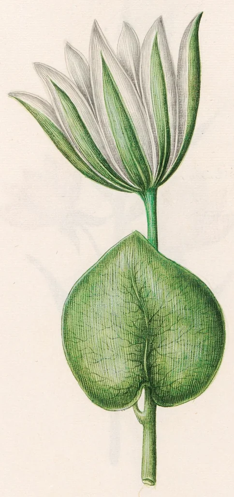 An illustration from Blumenbuch, 1692, leaf 365