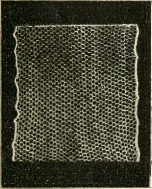 An illustration from Bobbins of Belgium; a book of Belgian lace, lace-workers, lace-schools and lace-villages, 1920, leaf 11