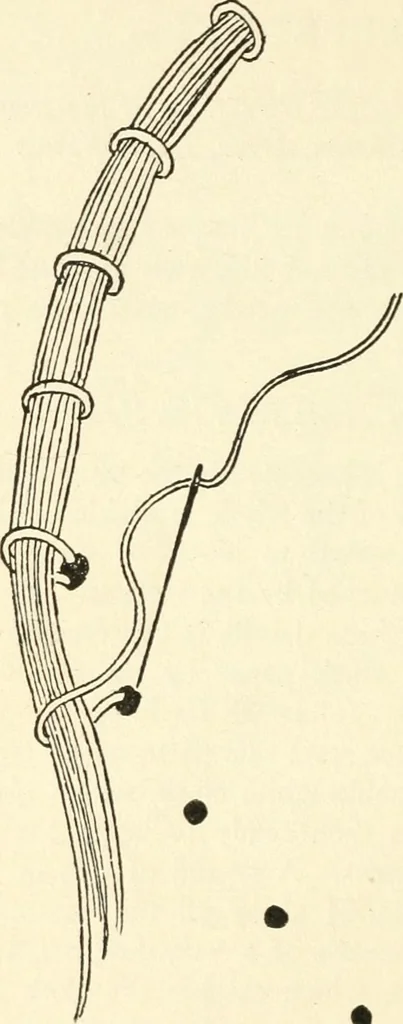An illustration from Bobbins of Belgium; a book of Belgian lace, lace-workers, lace-schools and lace-villages, 1920, leaf 335