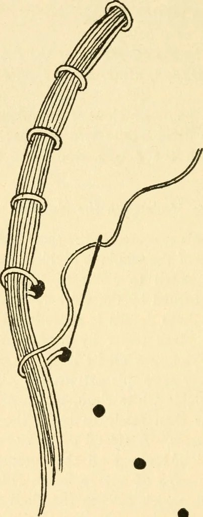 An illustration from Bobbins of Belgium; a book of Belgian lace, lace-workers, lace-schools and lace-villages, 1920, leaf 329