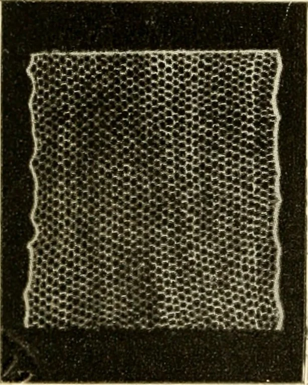 An illustration from Bobbins of Belgium; a book of Belgian lace, lace-workers, lace-schools and lace-villages, 1920, leaf 97