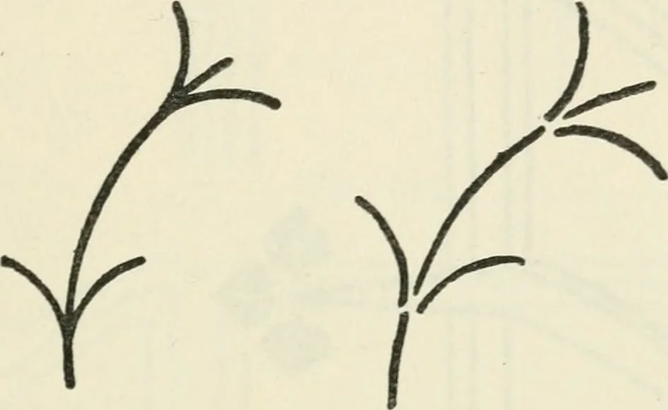 An illustration from Bookbinding, and the care of books : a text-book for bookbinders and librarians, 1911, leaf 250
