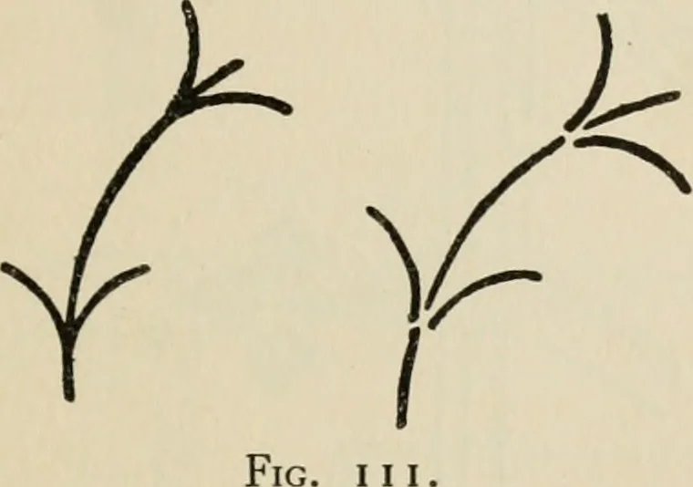 An illustration from Bookbinding, and the care of books; a handbook for amateurs, bookbinders & librarians, 1901, leaf 252
