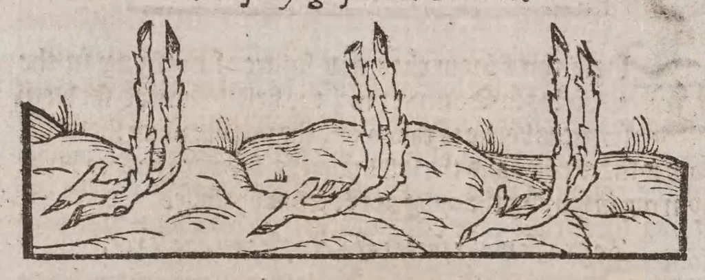An illustration from A booke of the art and maner, howe to plante and graffe all sortes of trees : how to set stones and sowe pepins, to make wilde trees to graffe on, as also remedies and medicines. With diuers other newe practises, 1582, leaf 104