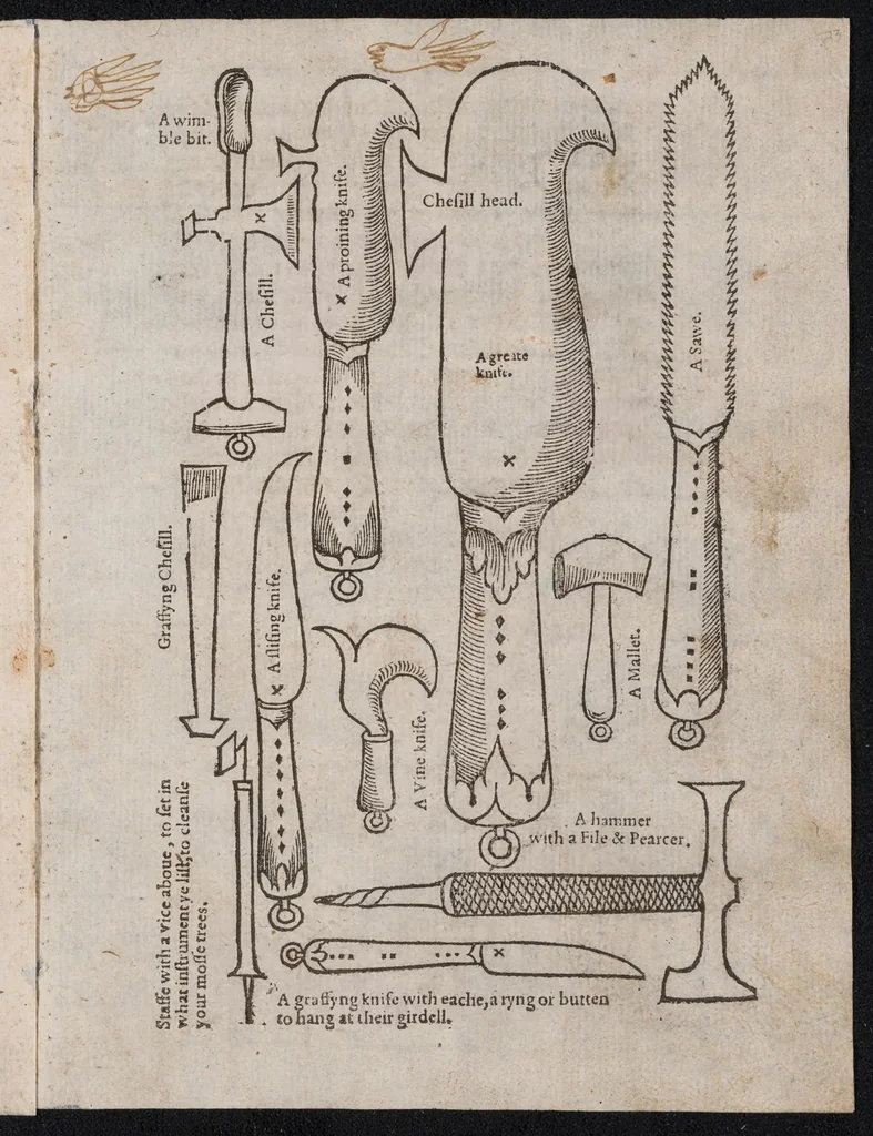An illustration from A booke of the art and maner, howe to plante and graffe all sortes of trees : how to set stones and sowe pepins, to make wilde trees to graffe on, as also remedies and medicines. With diuers other newe practises, 1582, leaf 29