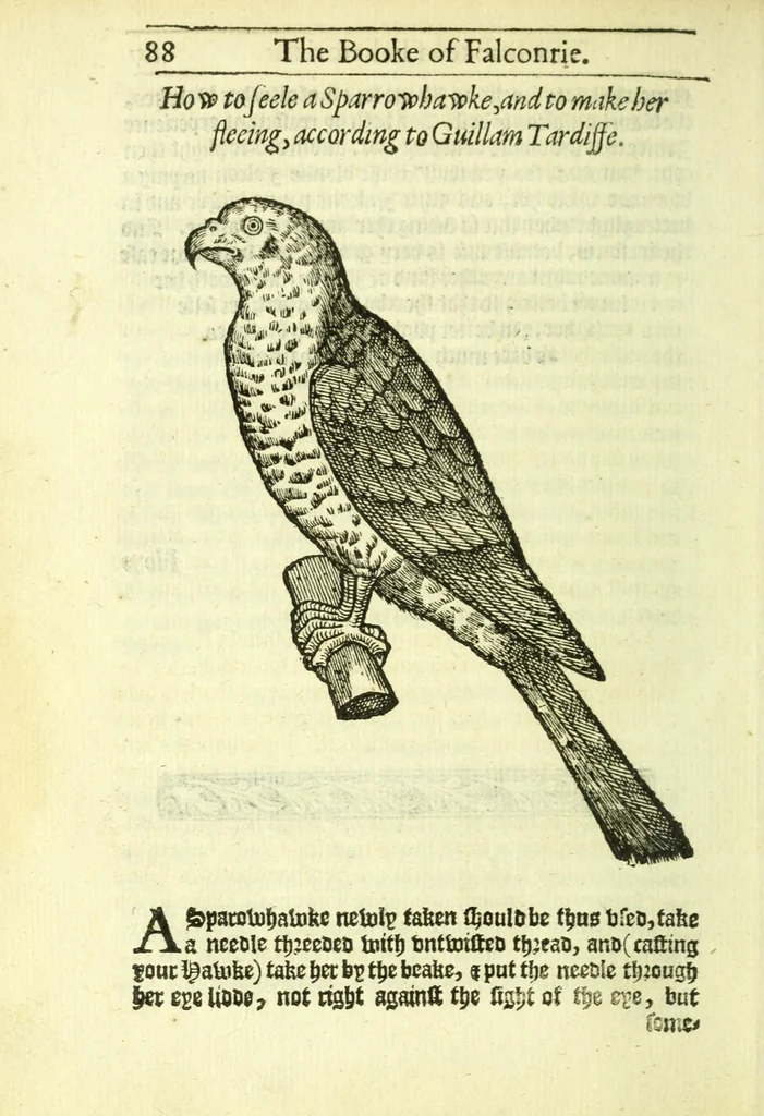 An illustration from The booke of falconrie or hawking : for the onely delight and pleasure of all noblemen and gentlemen : collected out of the best authors, aswell Italians as Frenchmen, and some English practises withall concerning falconrie, 1611, leaf 106