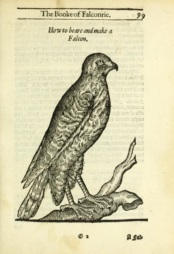 An illustration from The booke of falconrie or hawking : for the onely delight and pleasure of all noblemen and gentlemen : collected out of the best authors, aswell Italians as Frenchmen, and some English practises withall concerning falconrie, 1611, leaf 117