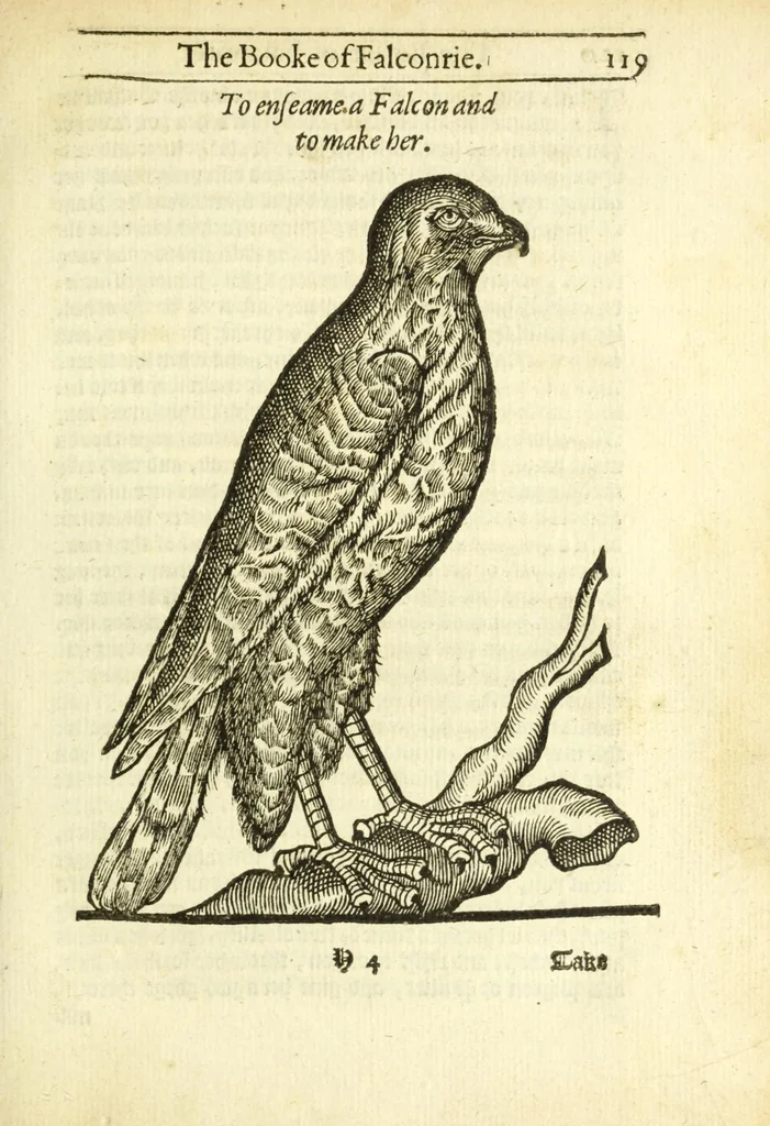 An illustration from The booke of falconrie or hawking : for the onely delight and pleasure of all noblemen and gentlemen : collected out of the best authors, aswell Italians as Frenchmen, and some English practises withall concerning falconrie, 1611, leaf 137