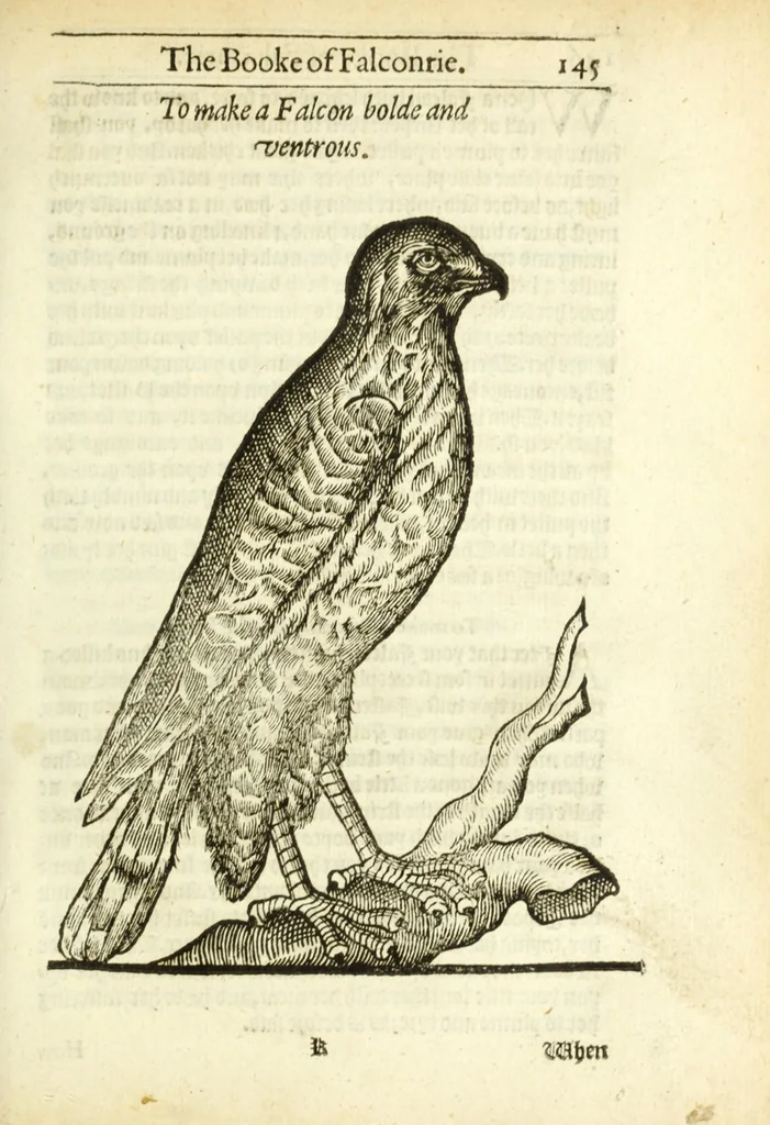 An illustration from The booke of falconrie or hawking : for the onely delight and pleasure of all noblemen and gentlemen : collected out of the best authors, aswell Italians as Frenchmen, and some English practises withall concerning falconrie, 1611, leaf 163