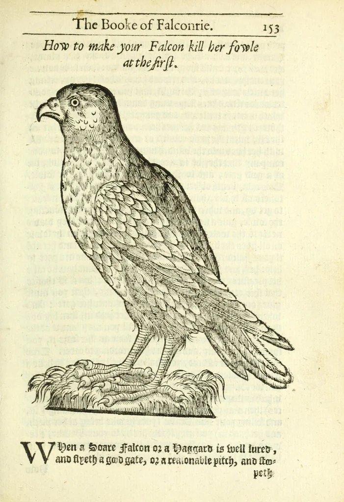 An illustration from The booke of falconrie or hawking : for the onely delight and pleasure of all noblemen and gentlemen : collected out of the best authors, aswell Italians as Frenchmen, and some English practises withall concerning falconrie, 1611, leaf 171