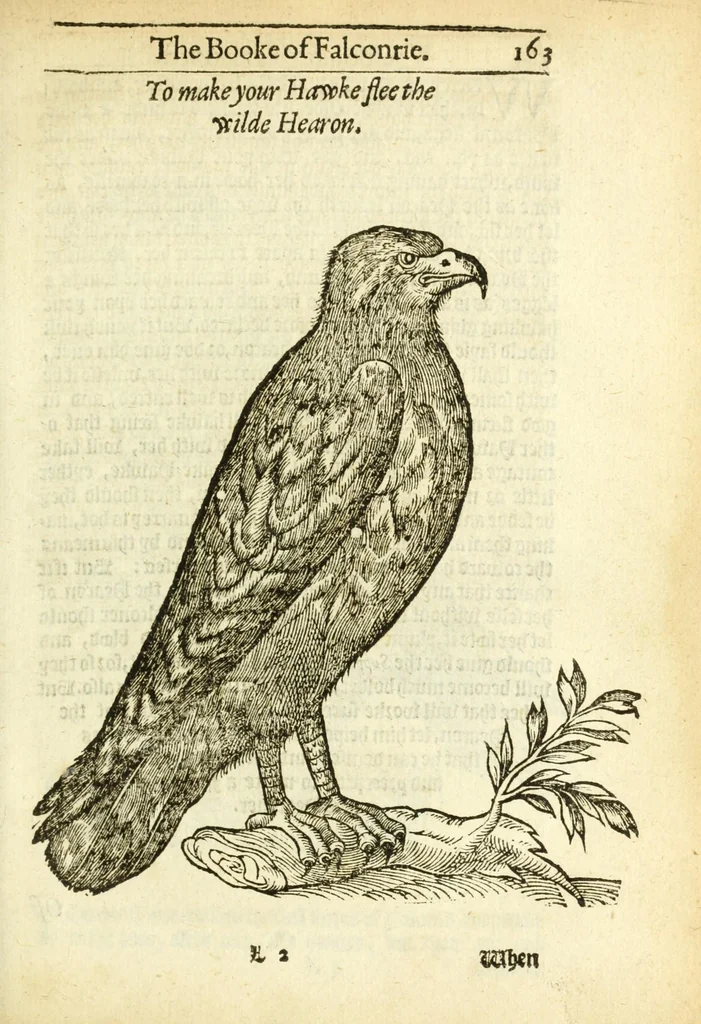 An illustration from The booke of falconrie or hawking : for the onely delight and pleasure of all noblemen and gentlemen : collected out of the best authors, aswell Italians as Frenchmen, and some English practises withall concerning falconrie, 1611, leaf 181