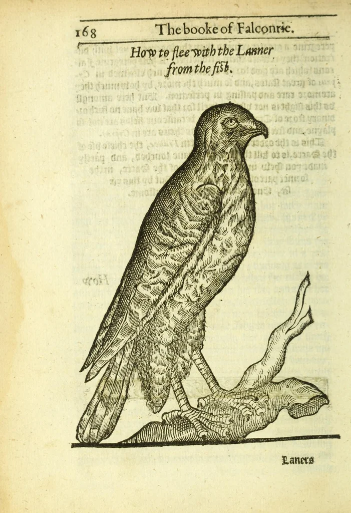 An illustration from The booke of falconrie or hawking : for the onely delight and pleasure of all noblemen and gentlemen : collected out of the best authors, aswell Italians as Frenchmen, and some English practises withall concerning falconrie, 1611, leaf 186