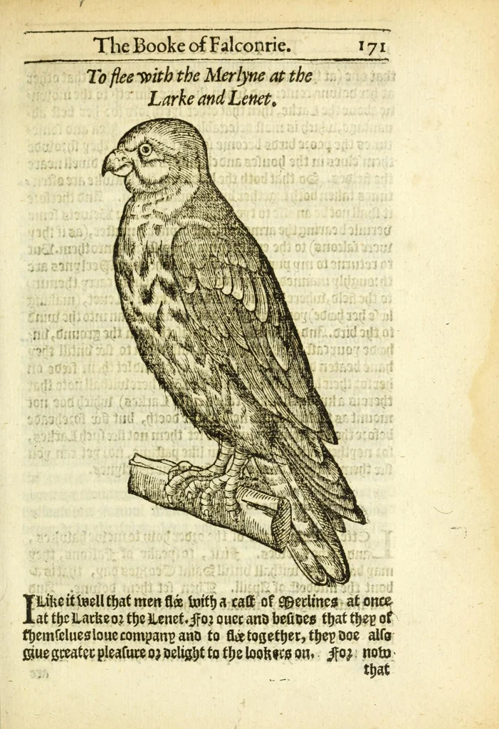An illustration from The booke of falconrie or hawking : for the onely delight and pleasure of all noblemen and gentlemen : collected out of the best authors, aswell Italians as Frenchmen, and some English practises withall concerning falconrie, 1611, leaf 189