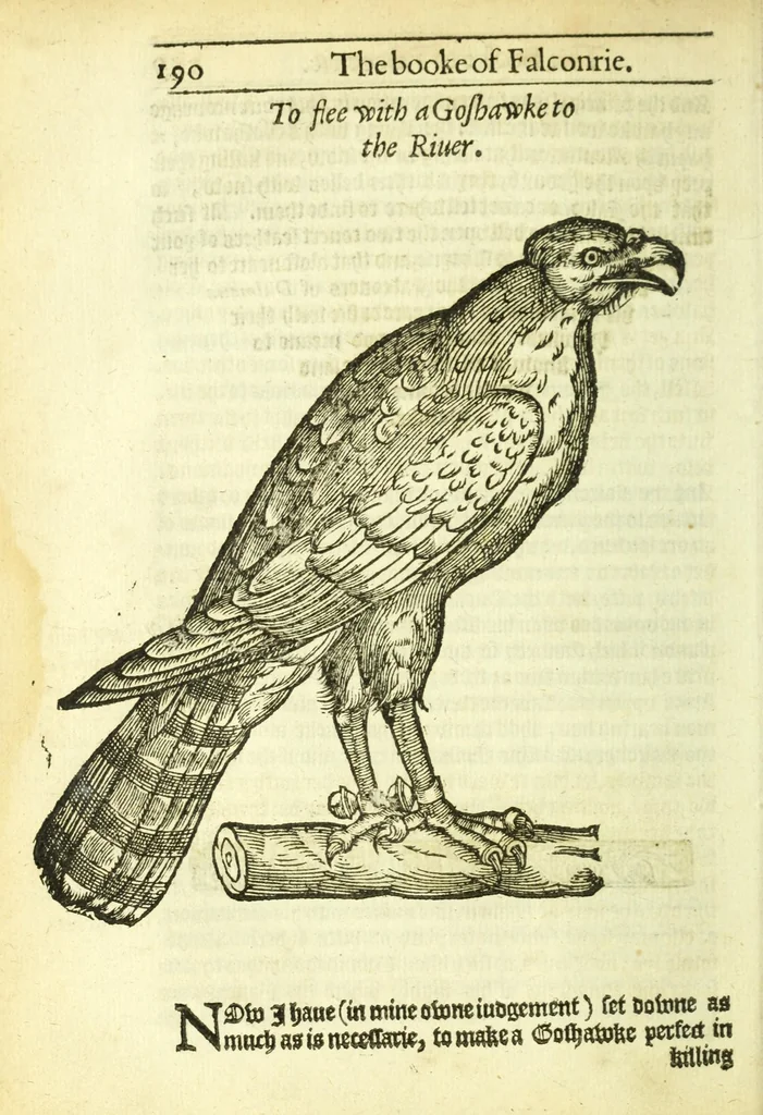 An illustration from The booke of falconrie or hawking : for the onely delight and pleasure of all noblemen and gentlemen : collected out of the best authors, aswell Italians as Frenchmen, and some English practises withall concerning falconrie, 1611, leaf 208