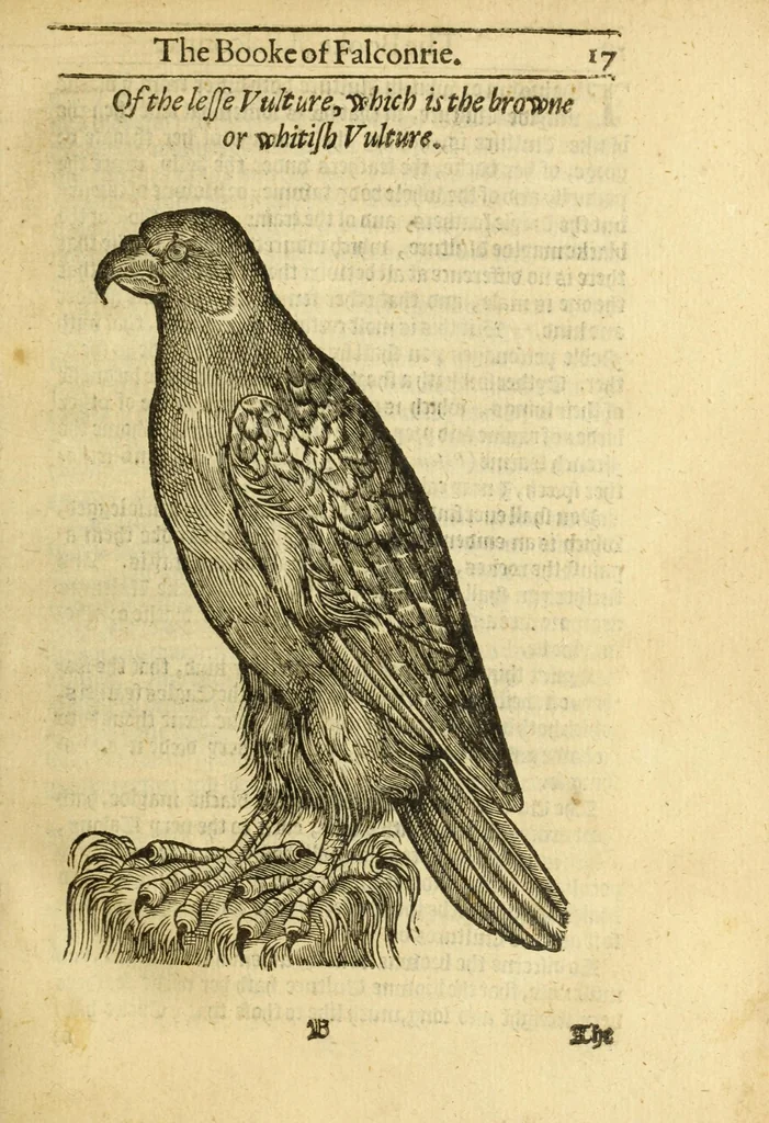 An illustration from The booke of falconrie or hawking : for the onely delight and pleasure of all noblemen and gentlemen : collected out of the best authors, aswell Italians as Frenchmen, and some English practises withall concerning falconrie, 1611, leaf 35