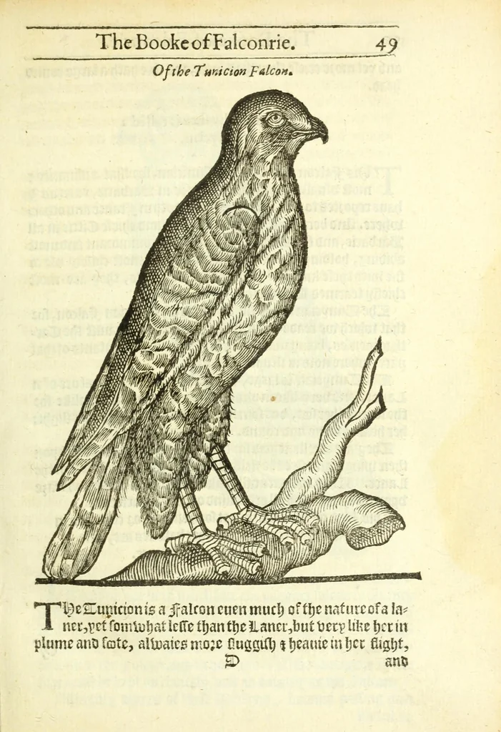 An illustration from The booke of falconrie or hawking : for the onely delight and pleasure of all noblemen and gentlemen : collected out of the best authors, aswell Italians as Frenchmen, and some English practises withall concerning falconrie, 1611, leaf 67