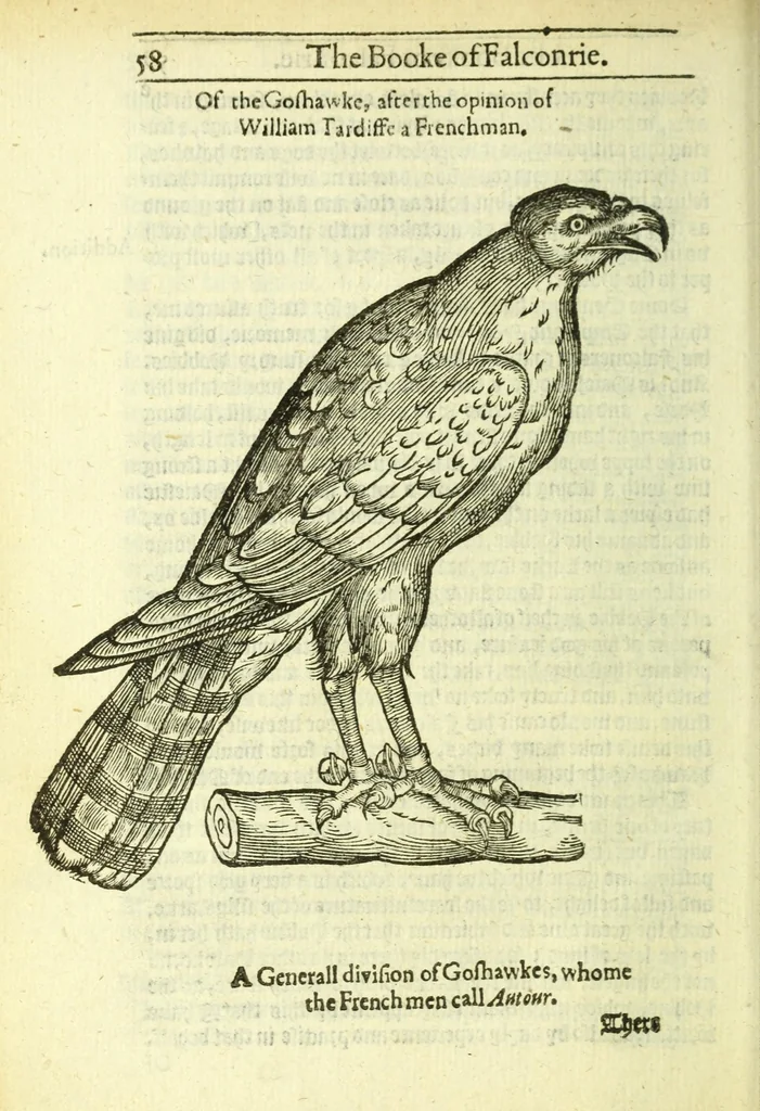 An illustration from The booke of falconrie or hawking : for the onely delight and pleasure of all noblemen and gentlemen : collected out of the best authors, aswell Italians as Frenchmen, and some English practises withall concerning falconrie, 1611, leaf 76