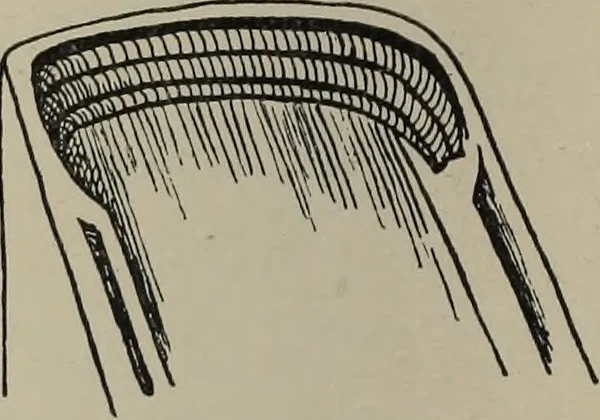 An illustration from The book : its history and development, 1907, leaf 53