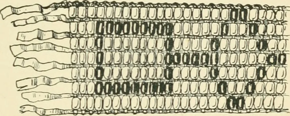 An illustration from The book, its history and development, 1907, leaf 26