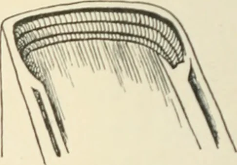 An illustration from The book, its history and development, 1907, leaf 53