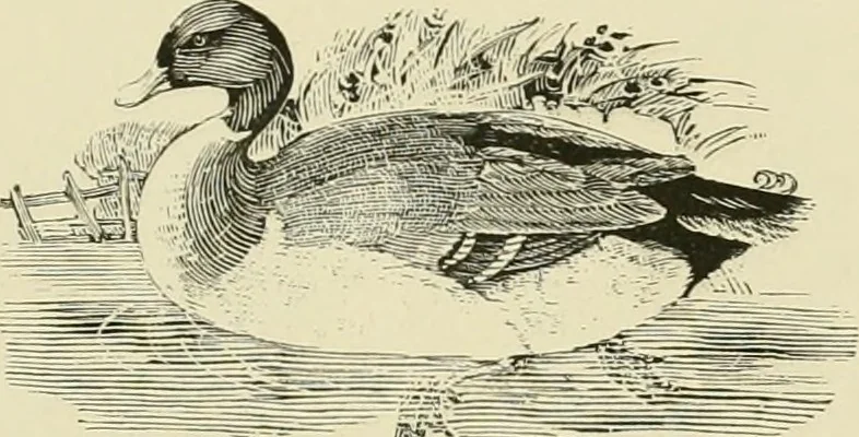 An illustration from The book: its printers, illustrators, and binders, from Gutenberg to the present time, 1890, leaf 246