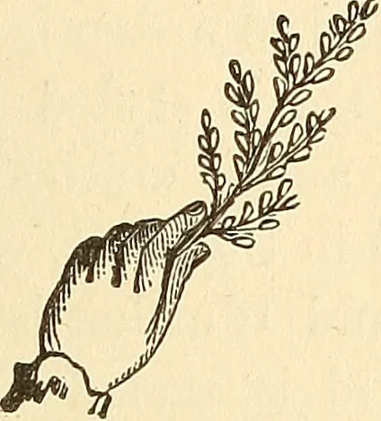 An illustration from The book of the Ancient and accepted Scottish rite of freemasonry, 1899, leaf 62