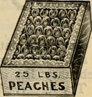 An illustration from book of bargains : for the month of February only, A, 1909, leaf 5