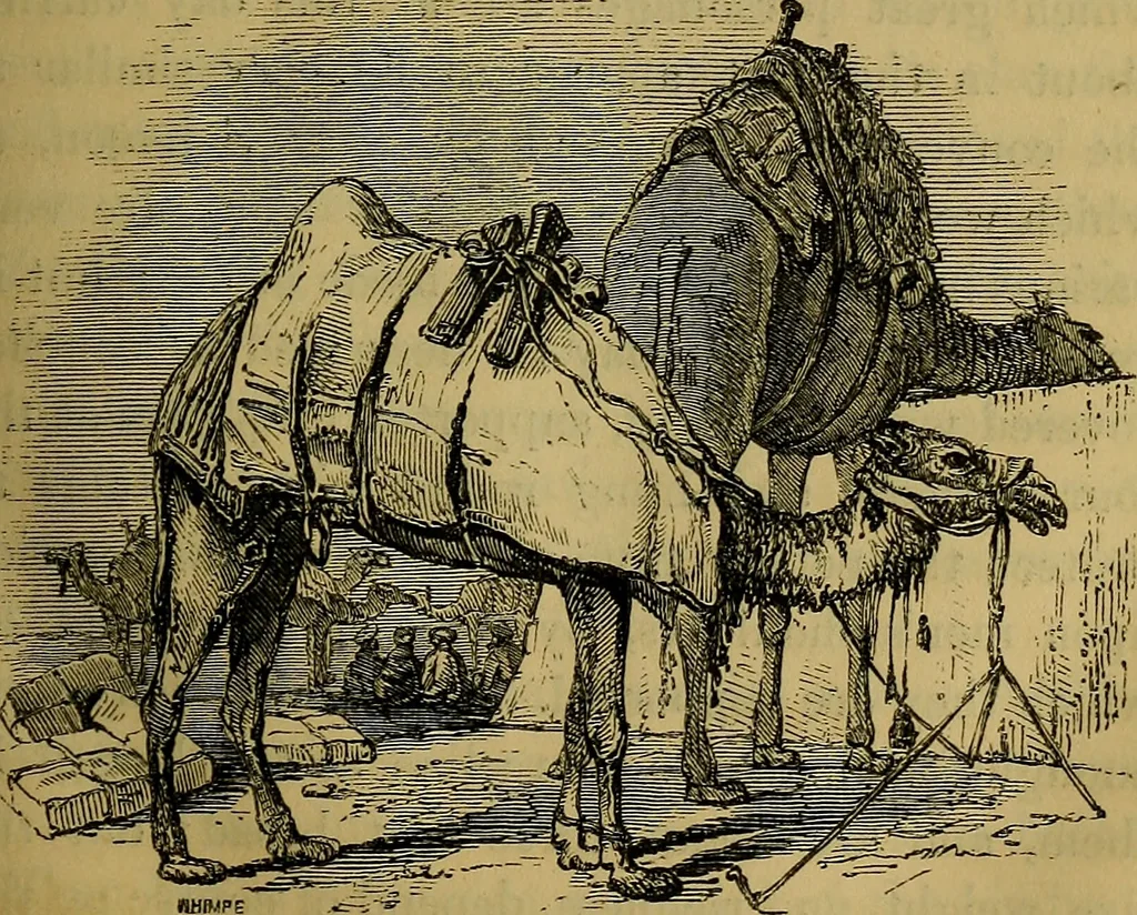 An illustration from The Book of carriages; or, A short account of modes of conveyance, from the earliest periods to the present time, 1853, leaf 52
