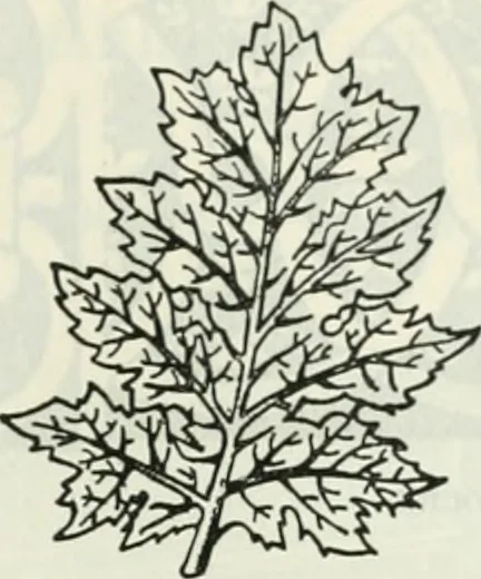 An illustration from The book of decorative furniture, its form, colour and history, 1910, leaf 196