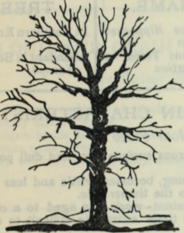 An illustration from The book of decorative furniture, its form, colour and history, 1910, leaf 408