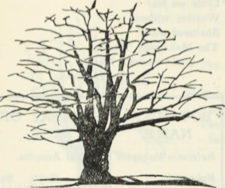 An illustration from The book of decorative furniture, its form, colour and history, 1910, leaf 411