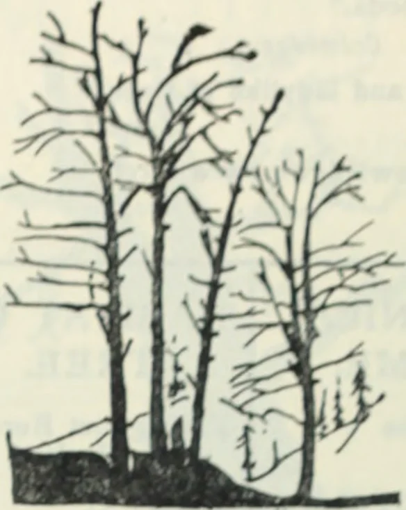 An illustration from The book of decorative furniture, its form, colour and history, 1910, leaf 411